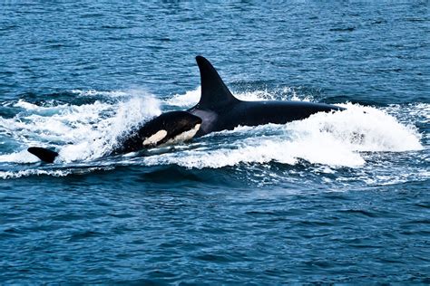 For the first time, an orca was seen raising another whale species ...