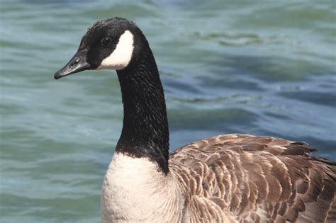 Canada goose - Bird Aware Solent