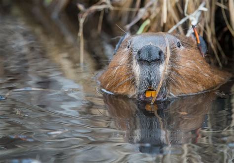 Why Are Beaver Teeth Brown? (Fun Facts)