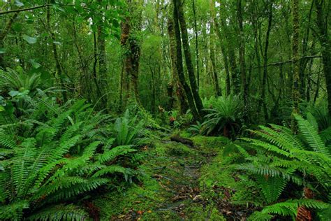 Mengenal Jenis-jenis Hutan | Hijau Hutanku Sehat Duniaku