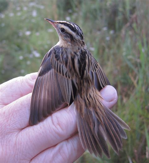 Discover the Incredible Life of Aquatic Warblers – Page 2 – Animal Encyclopedia