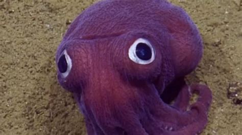 Who Wants A Googly Eyed Purple Squid? - Pirate's Cove » Pirate's Cove