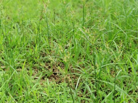 Nutsedge: Grass-Like Weed — Inch's Natural Lawn Care