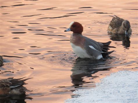 Eurasian Wigeon - March 29 | Bird photo, Habitats, Great photos