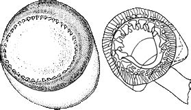 Nototeuthis dimegacotyle Description