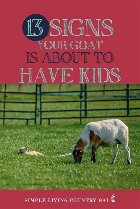 13 Goat Kidding Signs | Simple Living Country Gal