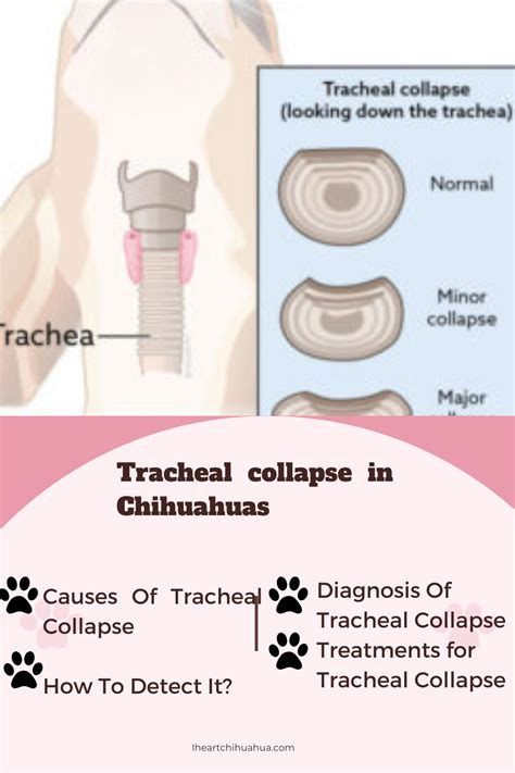 Tracheal collapse in chihuahuas symptoms causes and treatment – Artofit