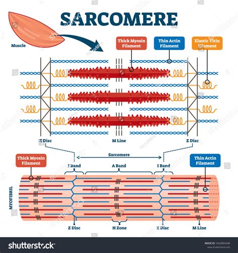 Sarcomere Diagram Labeled