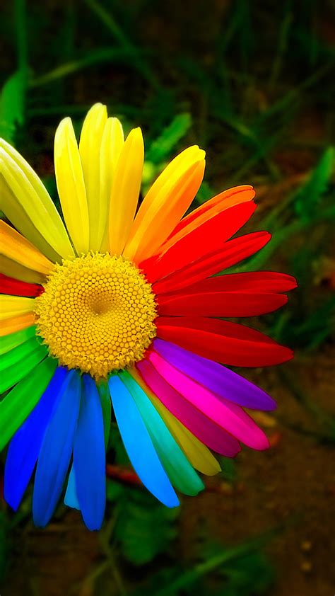 🔥 Free Download Rainbow Flower Xiaomi mi5 Wallpaper Hd by @pamelaaustin ...