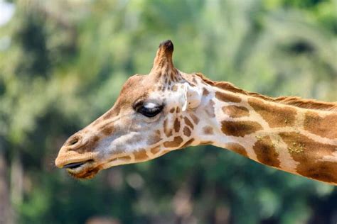 Northern Giraffe: 7 Interesting Facts