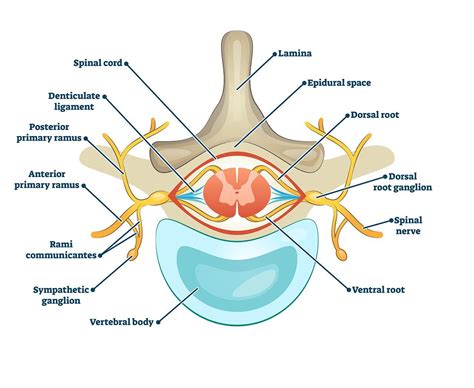 Dorsal Root Ganglion Stimulation - Kenner, LA & Metairie, LA: Louisiana Pain Specialists