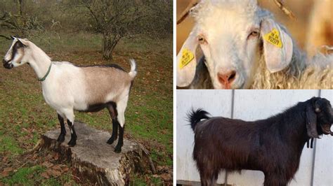 7 Domestic Goat Breeds Taken Under Protection