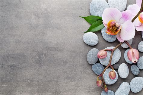 HD wallpaper: pink orchid, stones, flowers, spa, flowering plant ...