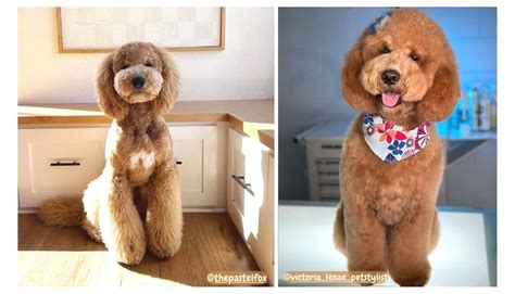 Unveiling the Perfect Teddy Bear Goldendoodle Haircut - Rocky Kanaka