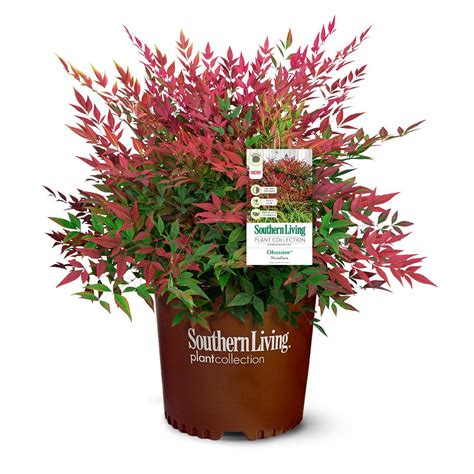 Southern Living 2 Gal. Obsession Nandina Shrub with Bright Red Foliage 14404 - The Home Depot ...