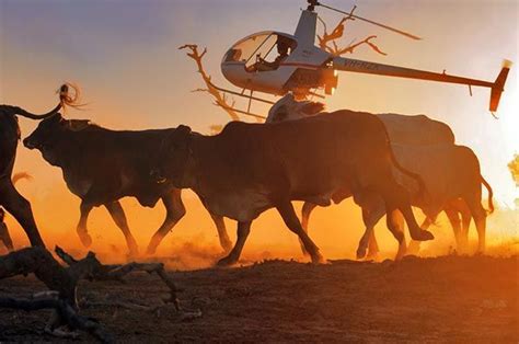 Helicopter mustering, cattle station | Australia, Outback australia ...