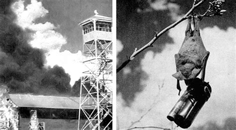 The Bat Bomb Could Be The Most Ridiculous Weapon Of WWII - How It ...