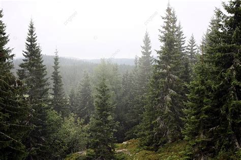 View Of Misty Pine Tree Woods Nature Tree Landscape Photo Background And Picture For Free ...