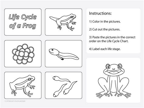 Free Printable Life Cycle Of A Frog Worksheet