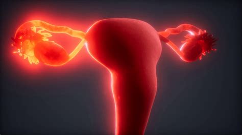 Female Reproductive System Anatomy Stock Footage SBV-337886620 - Storyblocks