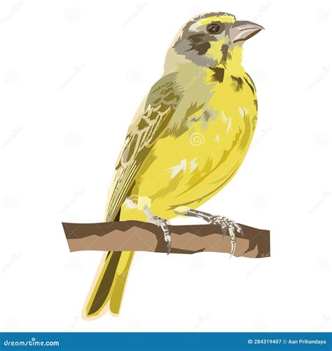 Canary Bird Vector Isolated on White Stock Vector - Illustration of ...