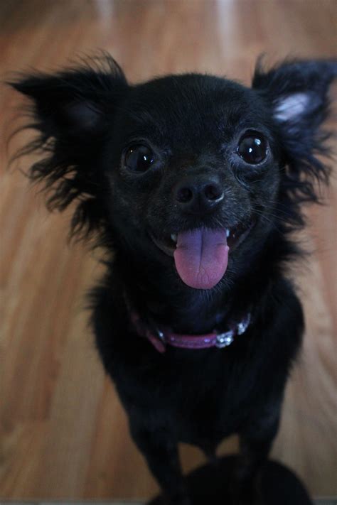 Chihuahua Terrier Mix Black Long Hair - Pets Lovers