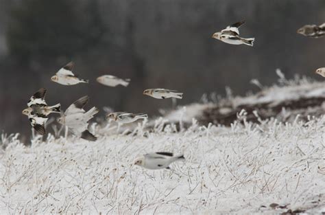 Spectacular Bird Migration - Copper Harbor Copper Harbor