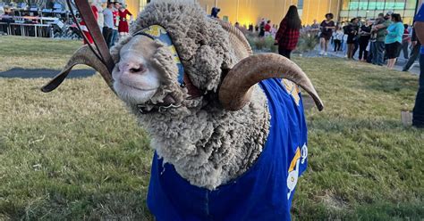 Meet Dominic, the Official Ram Mascot of Angelo State University