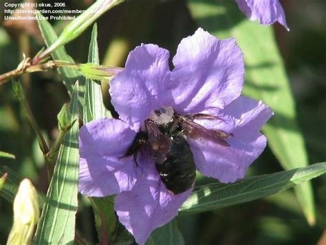 Carpenter Bee Control - Dave's Garden