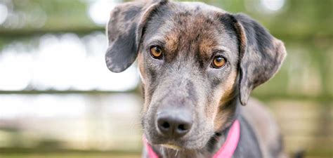 Catahoula Leopard Dog Temperament Traits, Behaviors and Personality