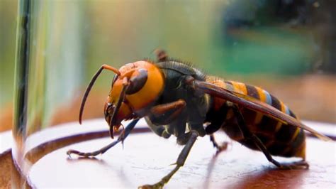 12 Asian Giant Hornet Facts (Aka Murder Hornets!) - Fact Animal