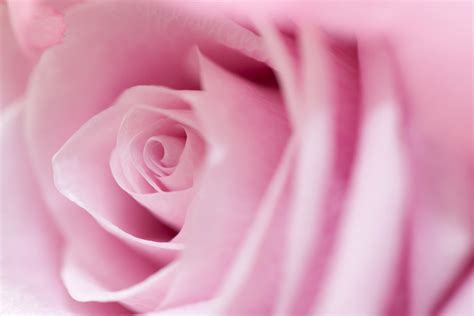 Pink Rose Free Stock Photo - Public Domain Pictures