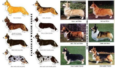 Corgi info | Corgi, Pembroke welsh corgi, Welsh corgi