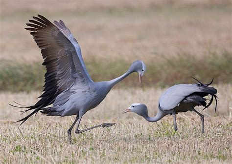 Blue Crane Facts, Habitat, Diet, Lifespan, Predators, Pictures