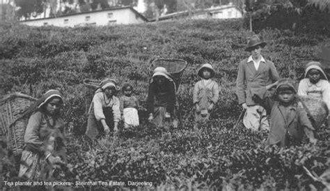 History of Darjeeling Tea