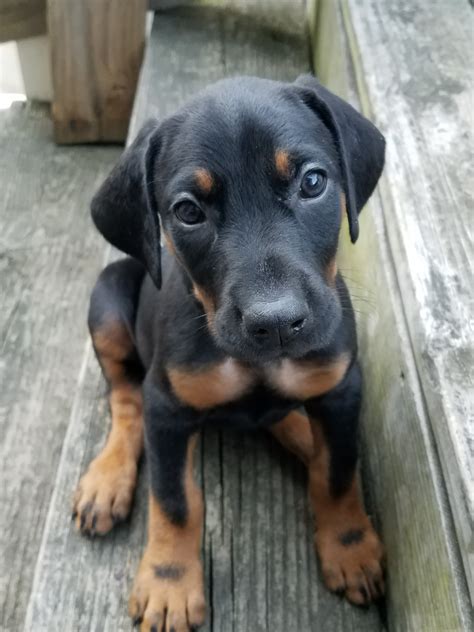 Doberman Pinscher Puppies For Sale | Akron, OH #244347