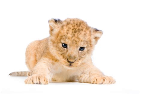 Lion Cub Lying Down Stock Photo - Download Image Now - iStock