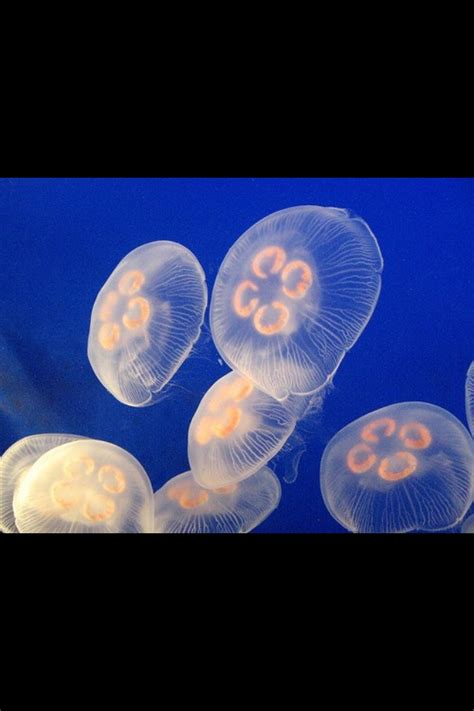 Jellyfish | Jellyfish, Jellyfish photography, Jellyfish habitat