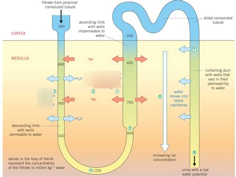 The Nephron & Osmoregulation Diagram | Quizlet