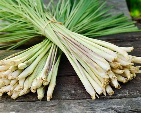 How to Harvest Lemongrass [Growing Guide + How to Use It] - Outdoor Happens