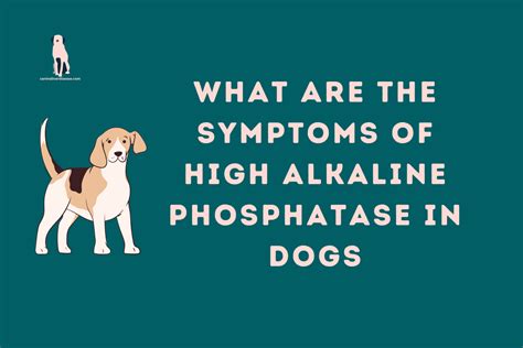 What Are The Symptoms Of High Alkaline Phosphatase In Dogs - Canine Liver Disease Resource Website