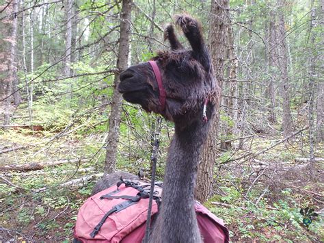 Llama trekking Montana: A most memorable travel micro-adventure - TURNIPSEED TRAVEL