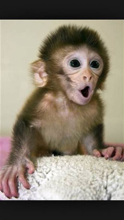 What monkeys look like when someone has a banana | Cute baby monkey ...