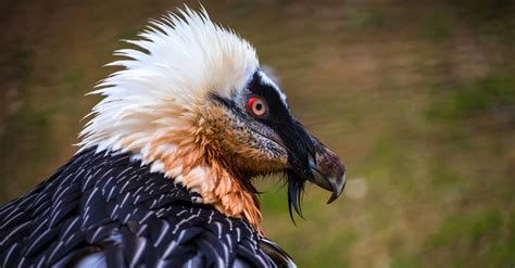 Bearded Vulture Pictures - AZ Animals