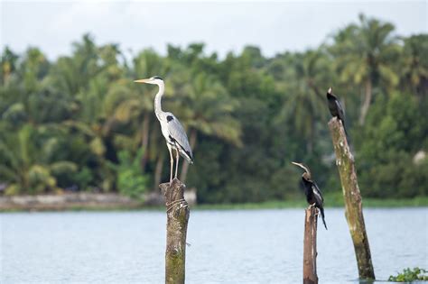 Kochi backwaters | Backwater Cruise | Boating | Kerala