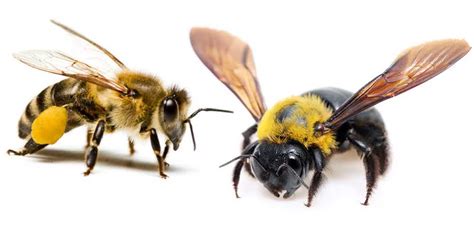 Honey Bee Vs. Carpenter Bee – What's The Difference? Bee Professor