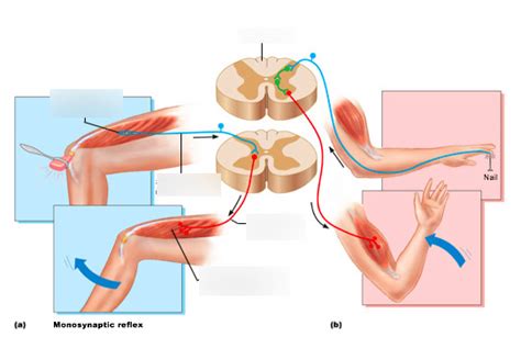 MONOSYNAPTIC REFLEX Diagram | Quizlet