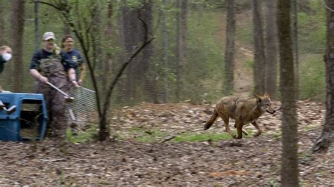 Red Wolves: A Story of Resilience and Conservation - Carolina Tiger Rescue