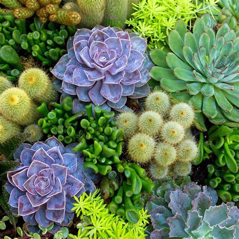 Succulent Outdoor Plants Uk