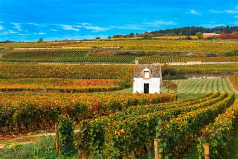 Vineyards in the Autumn Season, Burgundy, France Stock Image - Image of beaune, panoramic: 102200863